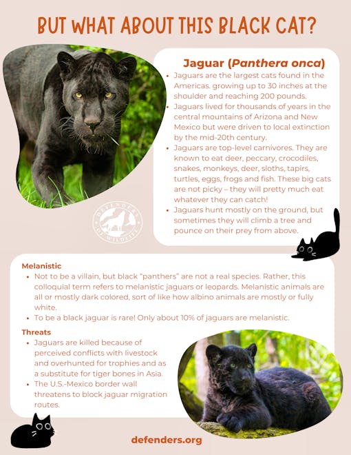 Black Cat Jaguar Fact Sheet