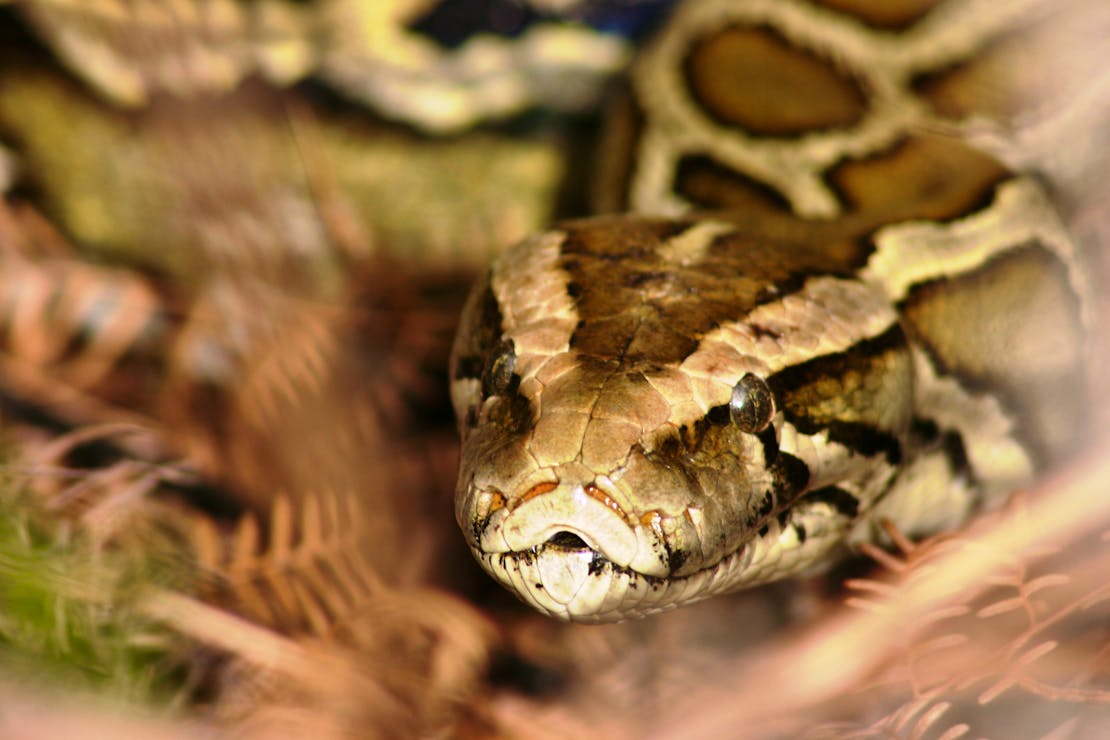 Burmese Python Invasive Species