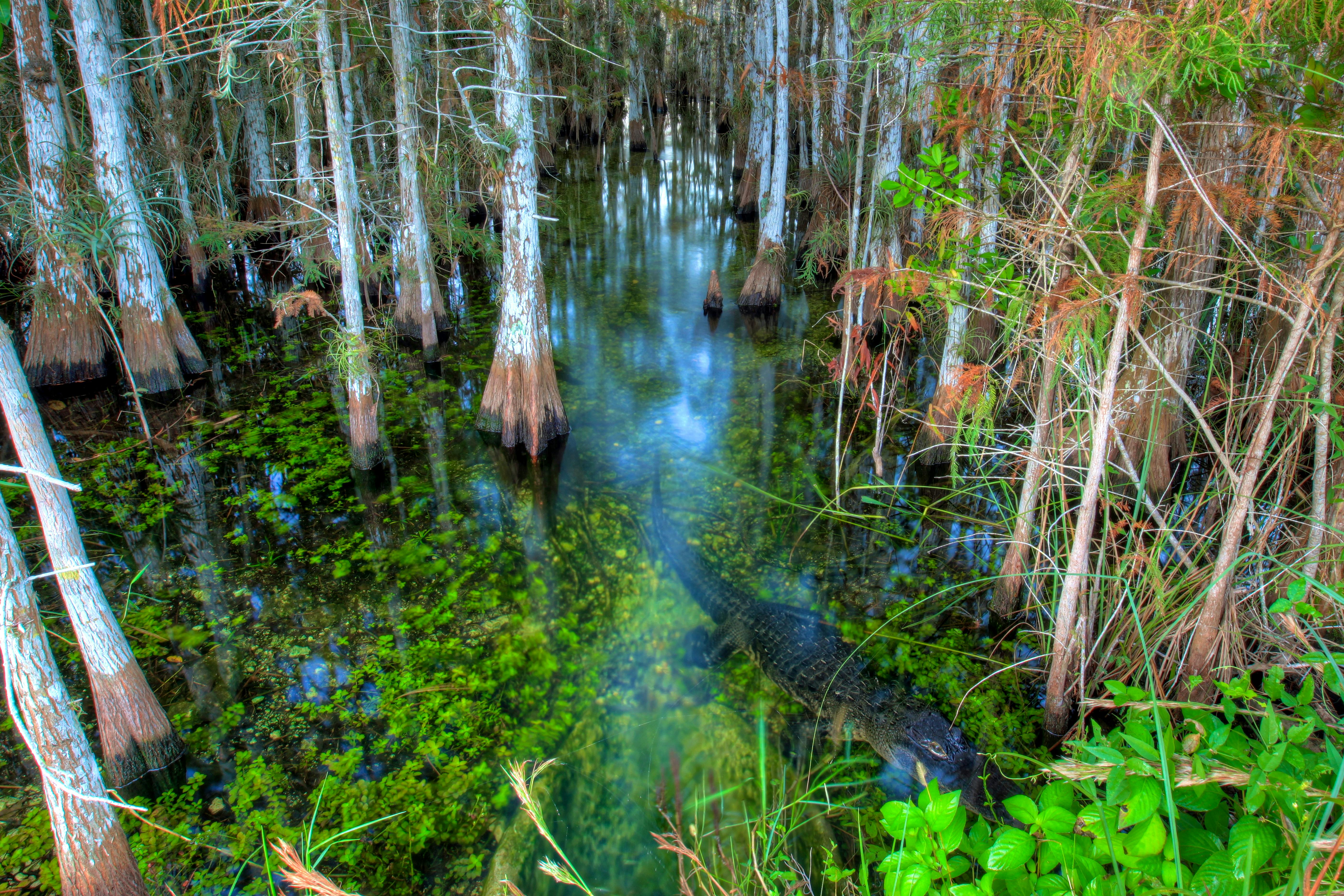 Everglades National Park - Alligator in Cypress Dome - Alligator in swamp 