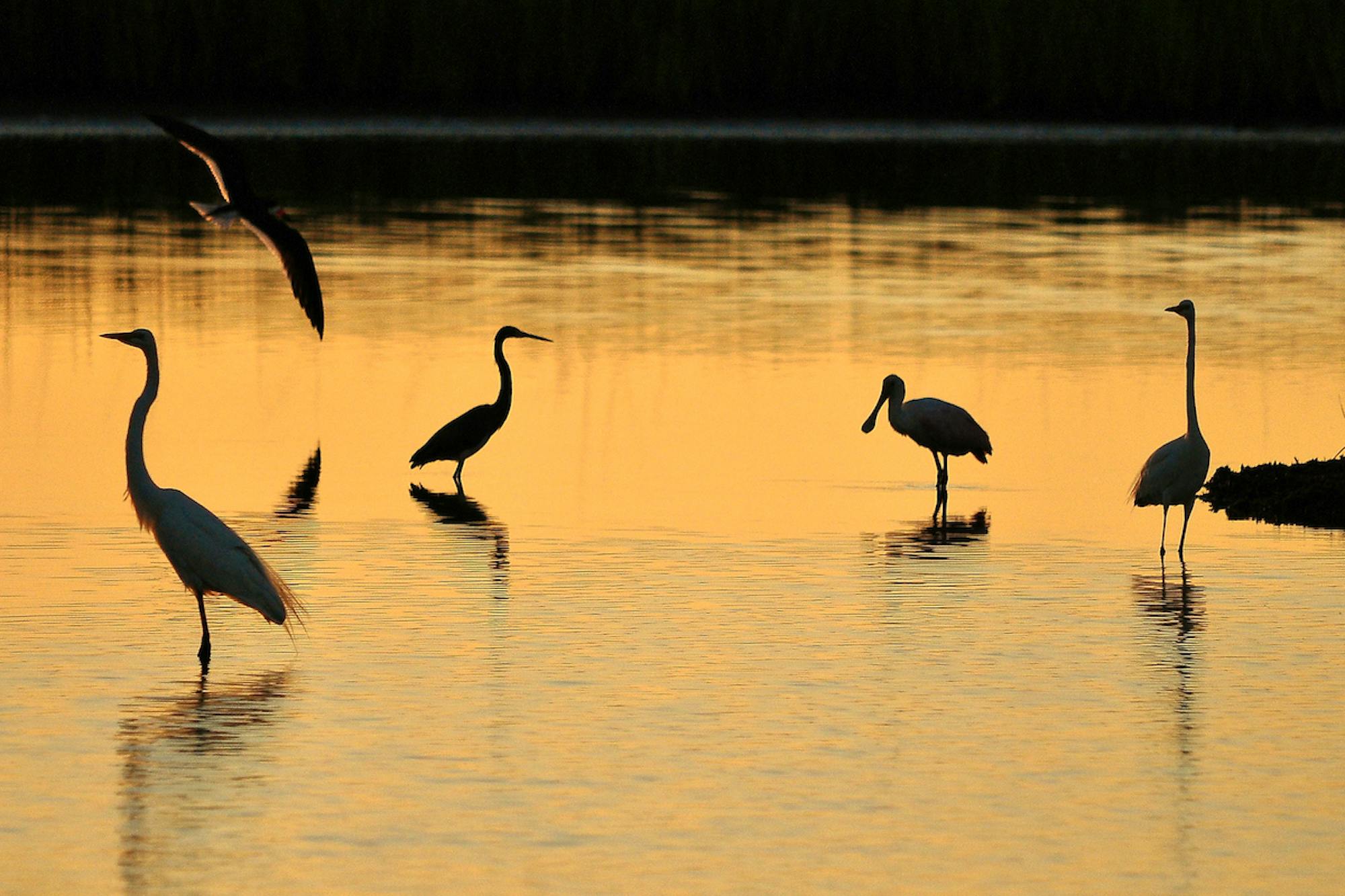 Variety of birds, including two Great Egrets, black skimmer, tricolored heron, and a roseate spoonbill, wading and silhouetted against sunset