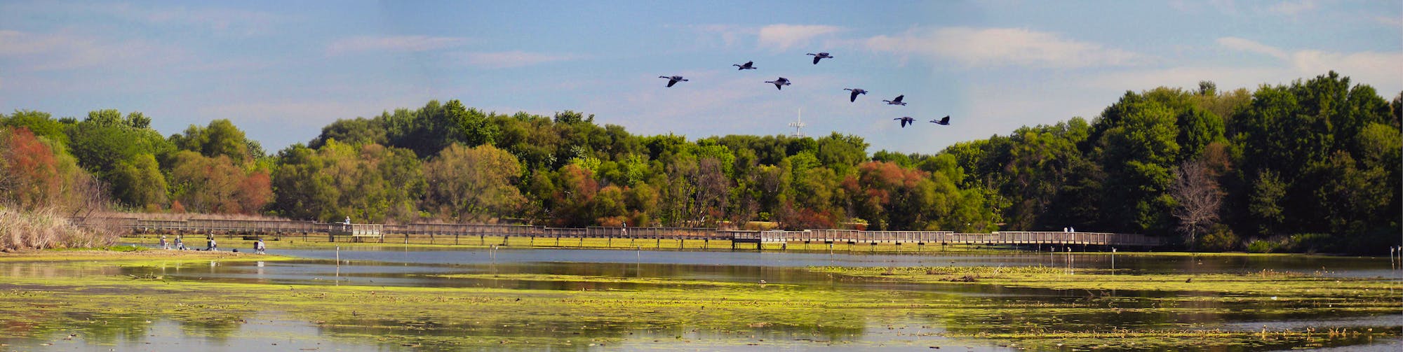 Boardwalk and impoundment at John Heinz National Wildlife Refuge in  Pennsylvania