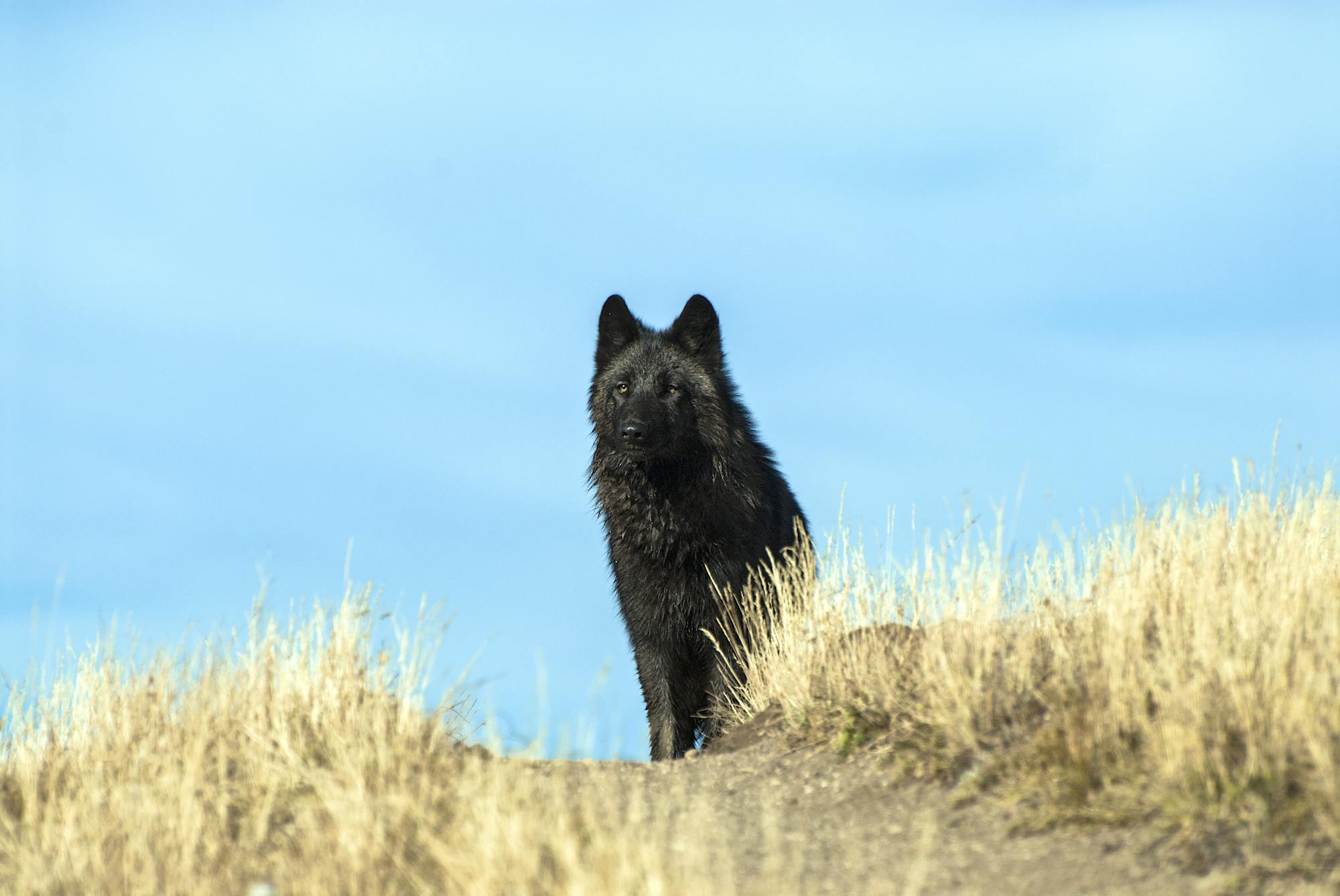 Gray Wolf Stare