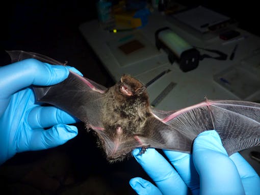 Silver-Haired Bat in research hand