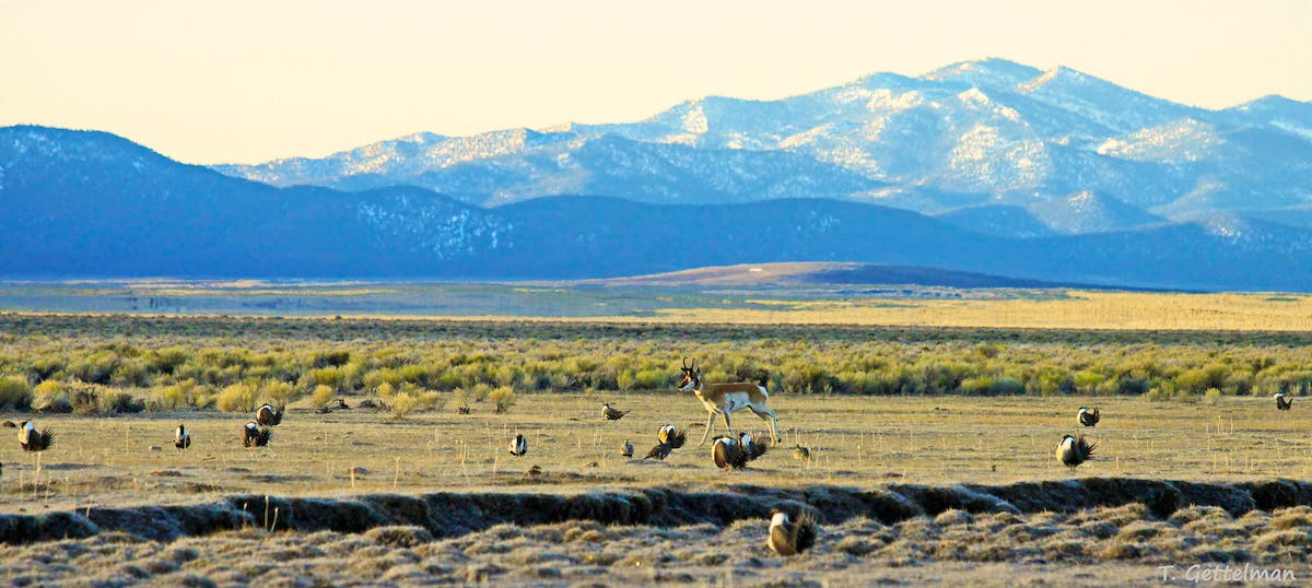 Leking Greater sage-grouse and pronghorn male, Northeastern Nevada