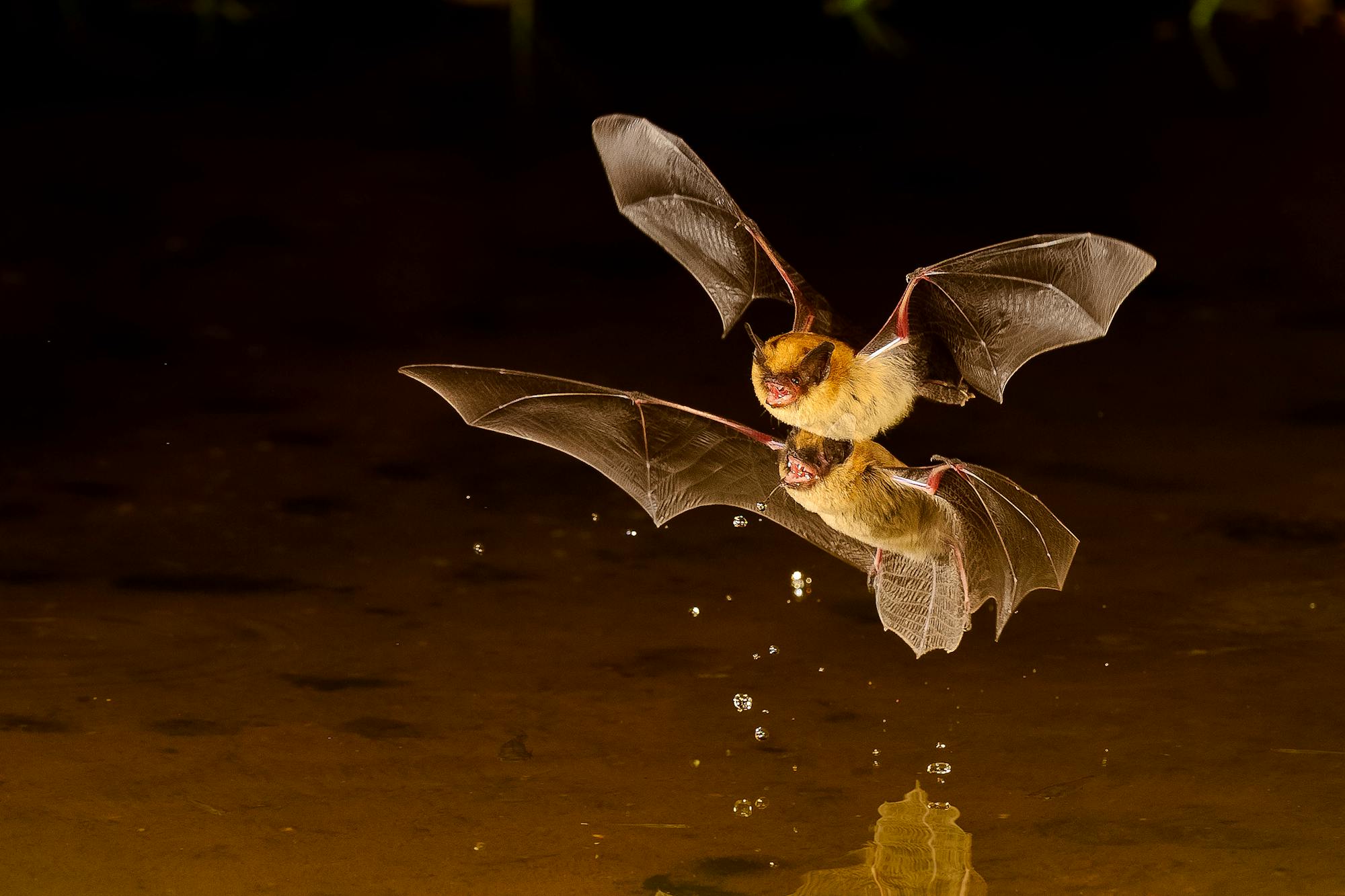 Little Brown Bats - Myotis lucifugus drink at the pond Elephant Rock Amado AZ