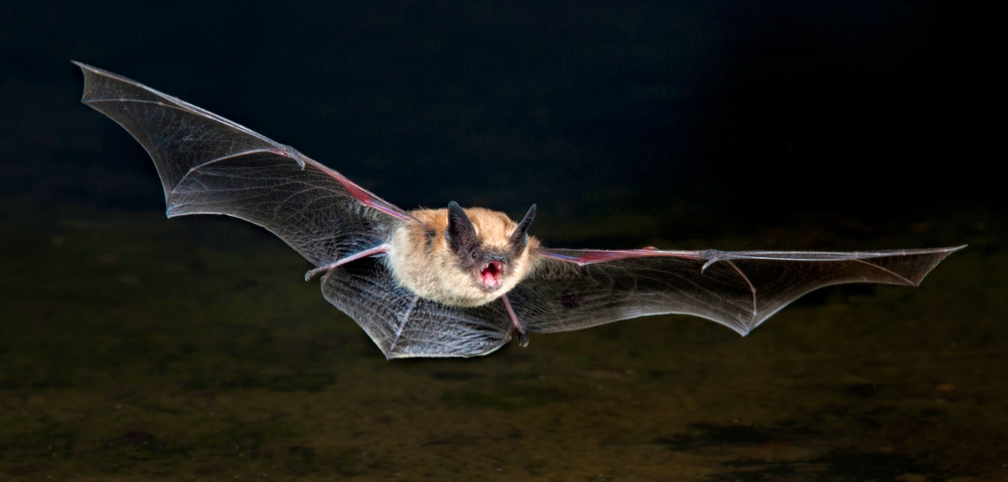 Flying Bat