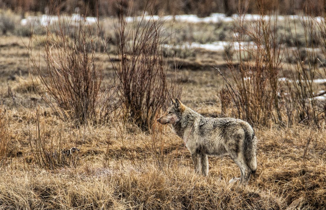 Surveying Gray Wolf