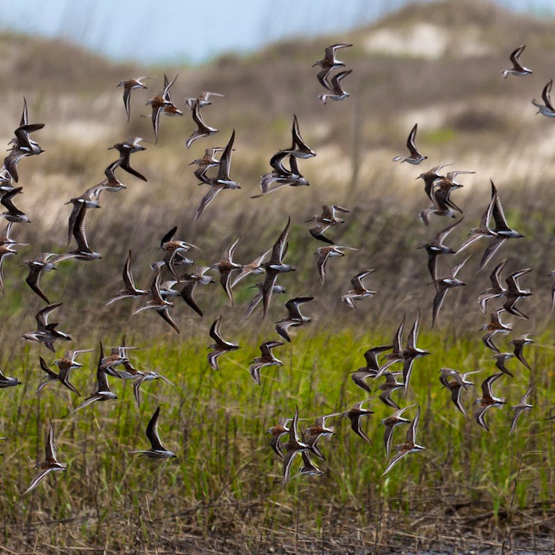 Flock of birds flying in the air