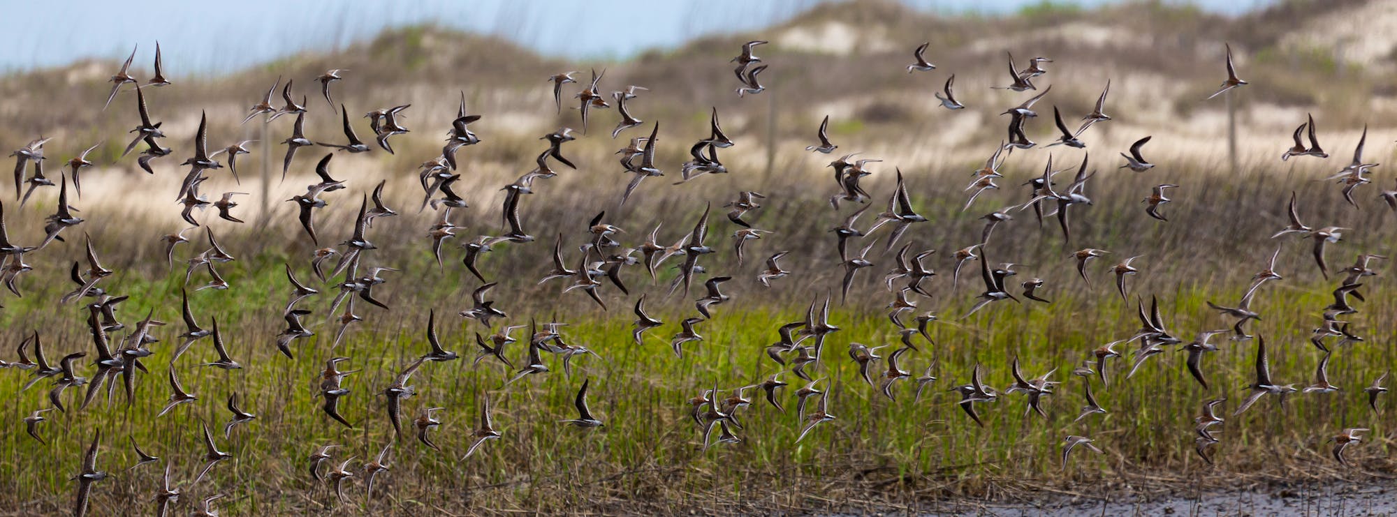 Flock of birds flying in the air 