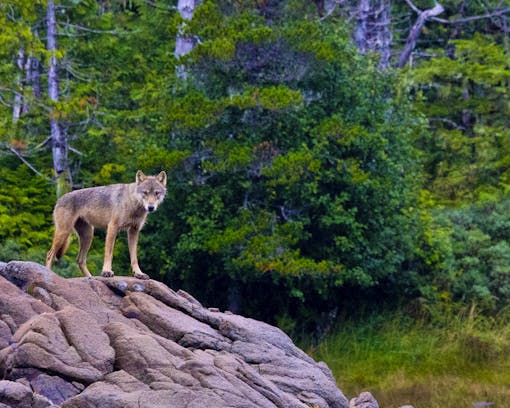 Gray Wolf on a Rock