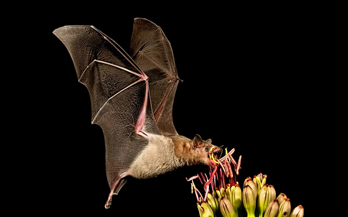 Greater Long-Nosed Bat Feeding on Agave Flowers 