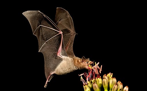 Greater Long-Nosed Bat Feeding on Agave Flowers 