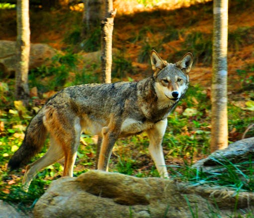 Captive Red Wolf