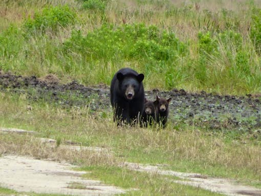 Black Bear with Cubs