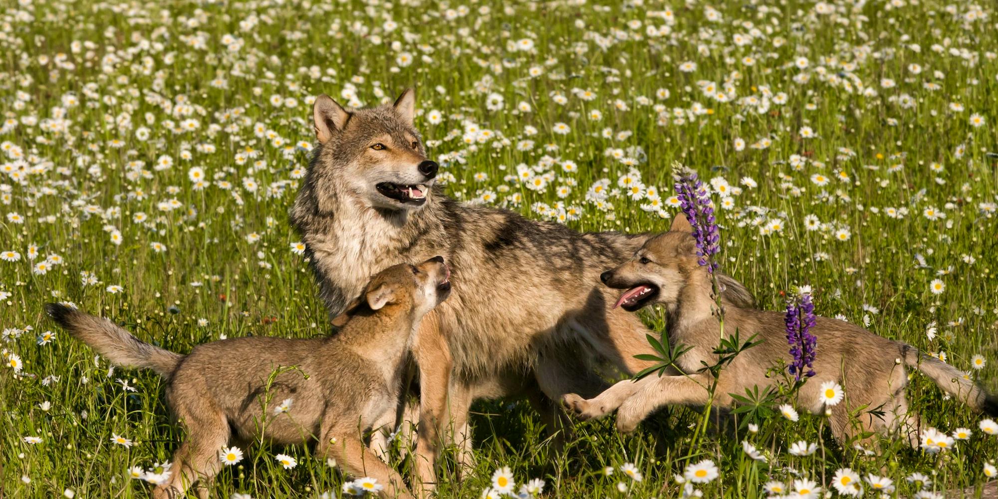 Wolf pups play with their mother in a meadow of wildflowers