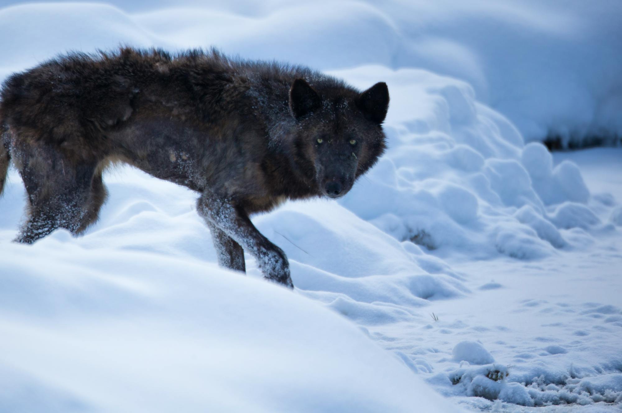 Gray Wolf in Snow