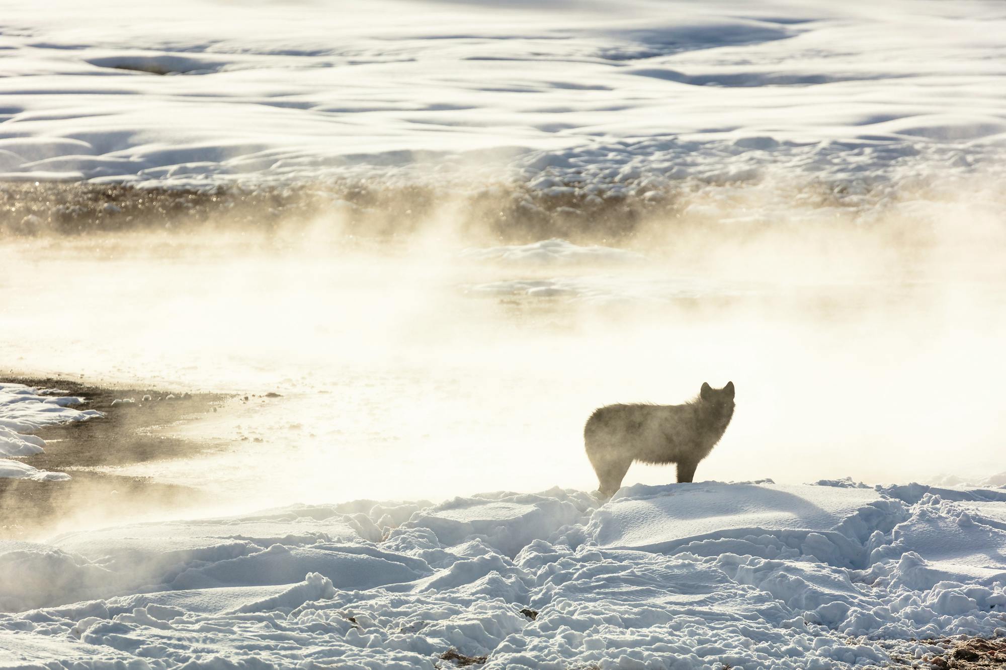 Wolf from Wapiti Lake Pack Silhouetted by Nearby Hot Spring