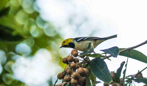 Hermit Warbler on branch with berries/seeds