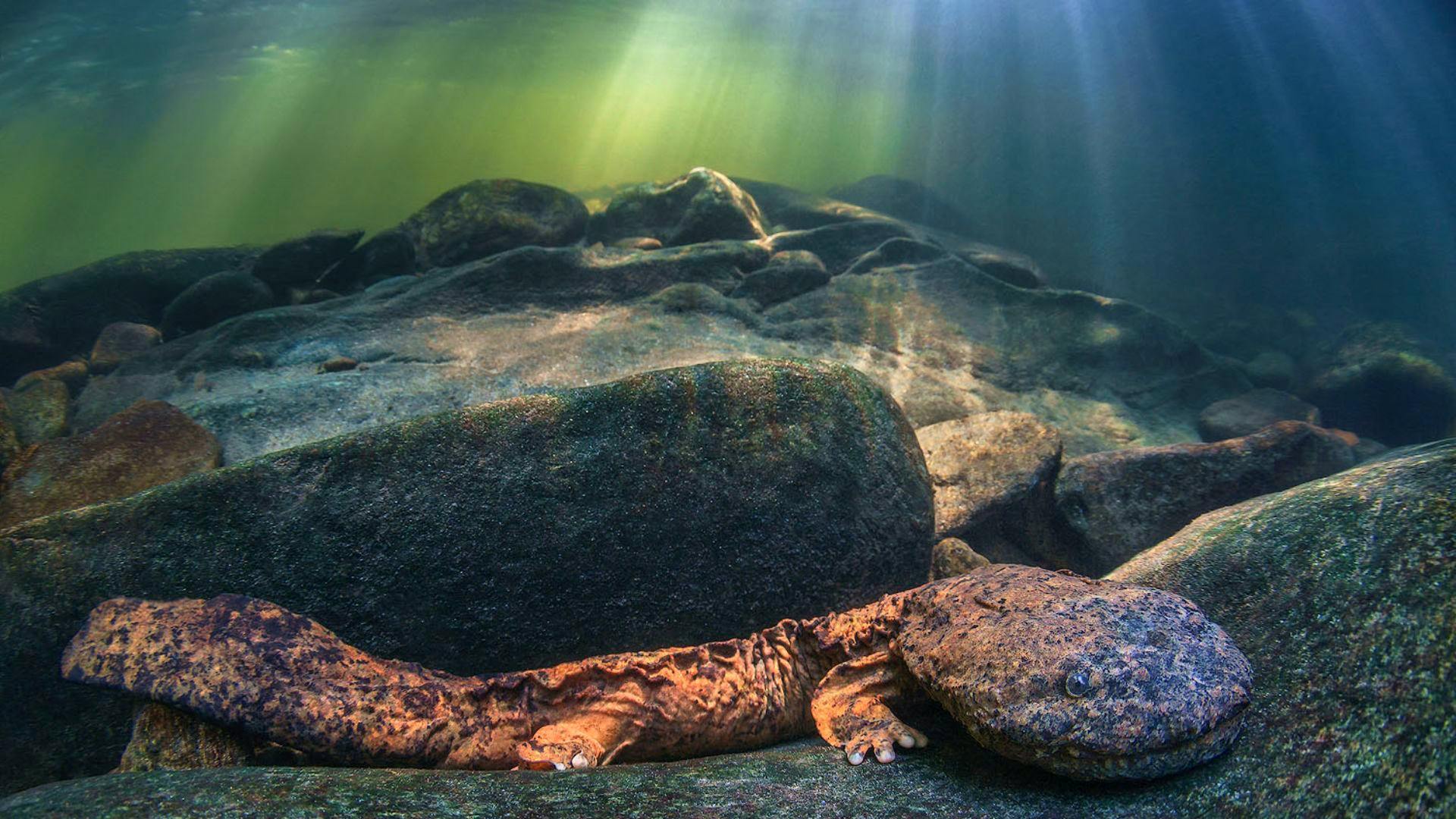 Eastern hellbender laying down on rocks underwater with light rays.