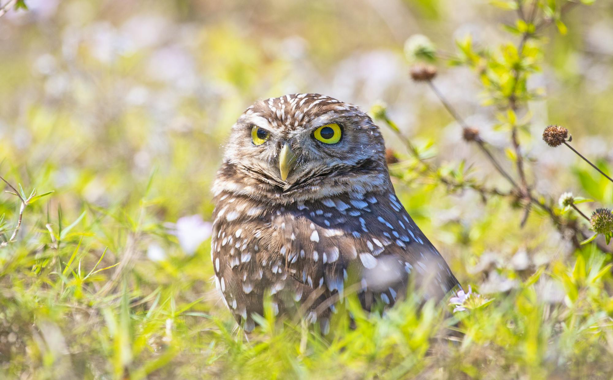 2019.03.22-Burrowing Owl- Andy Wraithmell-FWC.jpg