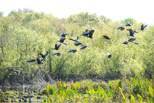 Black Belly Whistling Ducks at Corkscrew Swamp