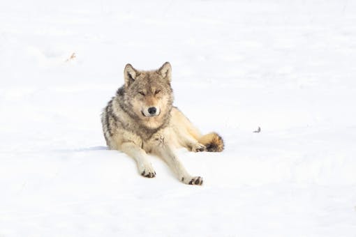 Gray Wolf Laying in Snow