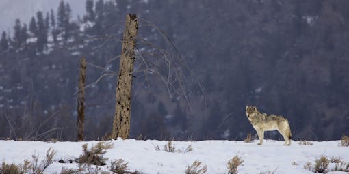 Gray Wolf standing in snowy landscape