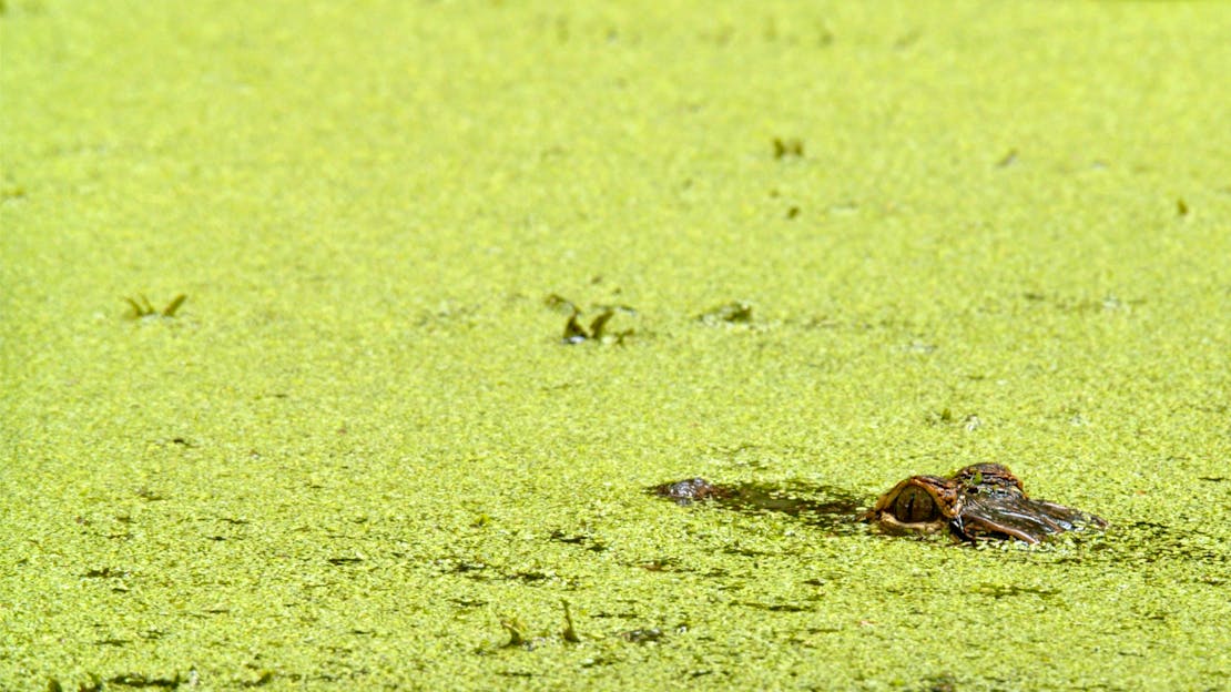 Alligator Baby eyes peeking out of algae in the water 