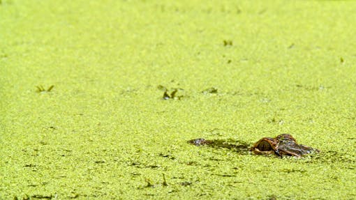 Alligator Baby eyes peeking out of algae in the water 