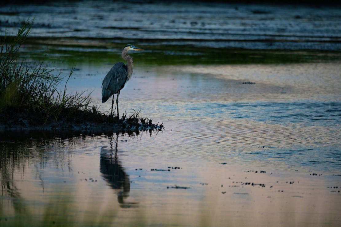 Great Blue Heron wading at sunset