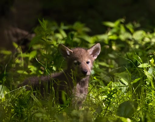 Diseases that spread in shared spaces can have massive impacts on mammal species and have the potential to kill entire litters of wolf pups.