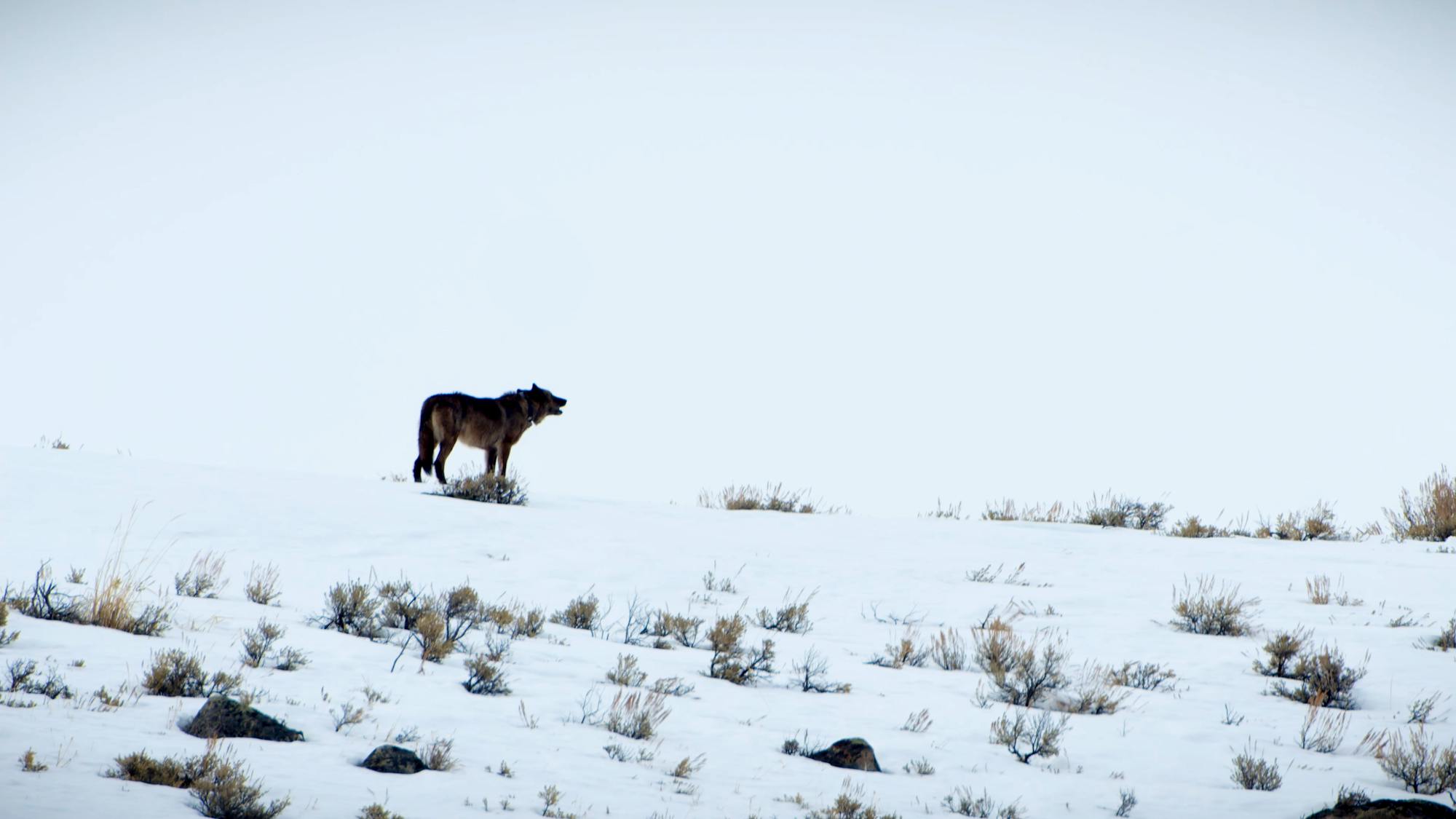 Gray wolf howling on a snowy hill