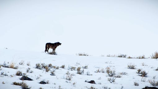 Gray wolf howling on a snowy hill