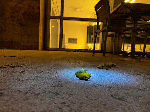 Dead bird lays on ground in photo taken during Lights Out Texas Bird Survey in Fall 2023.