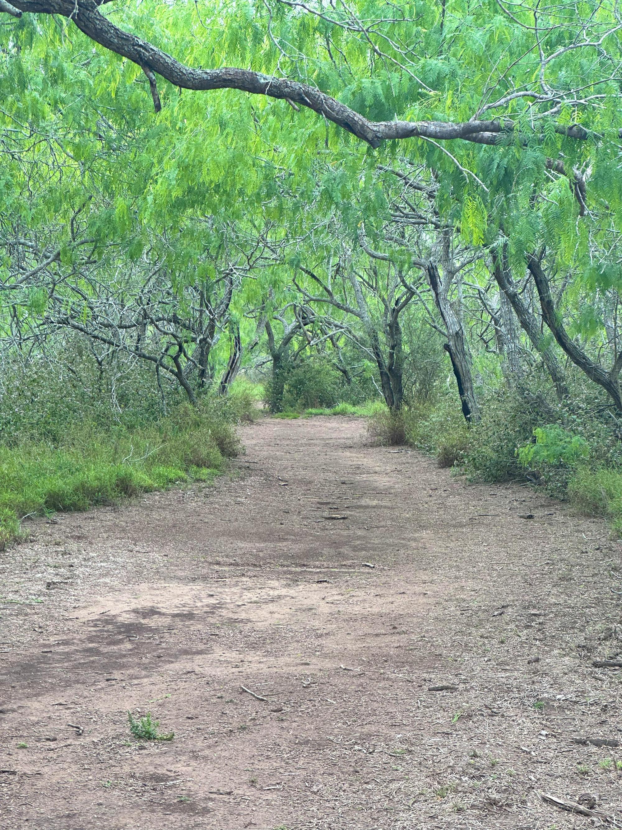 2024.03.24 - Thorn Forest Trail - Texas - Sharon Wilcox-DOW.jpg