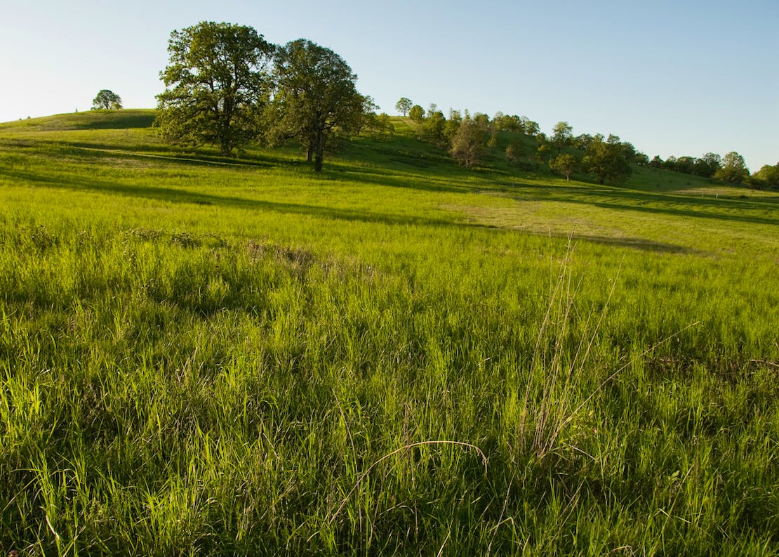 Oak savanna and prairie wildlife habitat at William L Finley National Wildlife Refuge in Oregon.