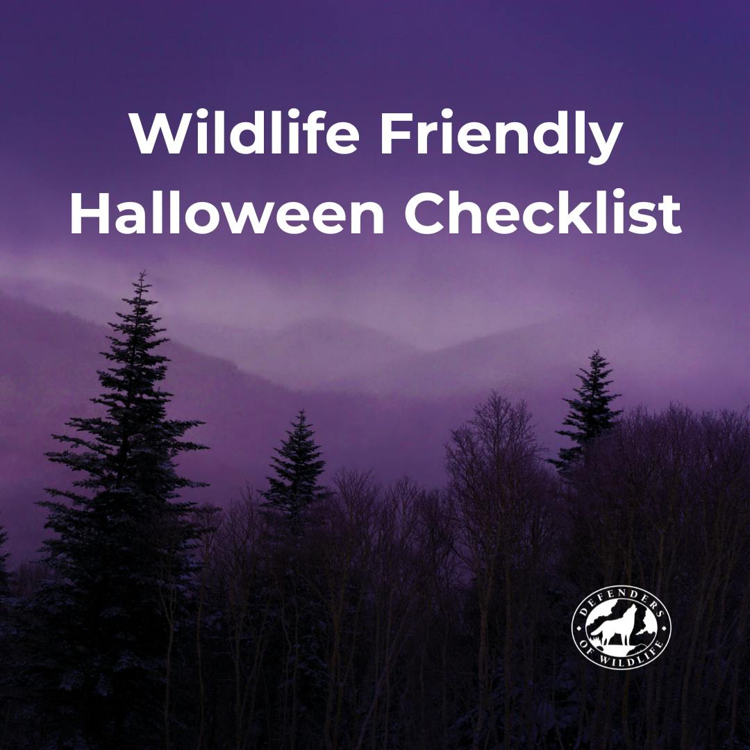 Wildlife Friendly Halloween Checklist