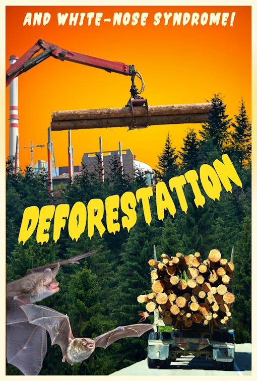 Deforestation Poster - Bats and White-nose syndrome