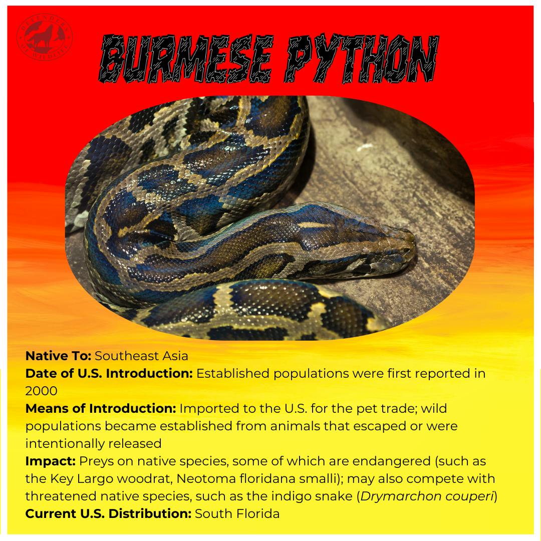 Invasion of the Invasives