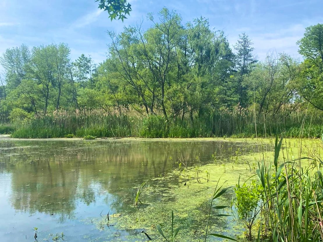 John Heinz National Wildlife Refuge - Pond, trees, and plants 