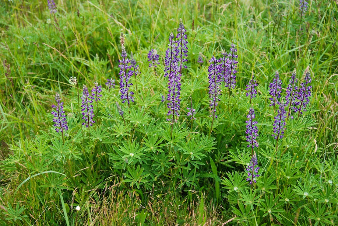 Kincaid's Lupine_Lupinus oreganux_Purple flowers in Field