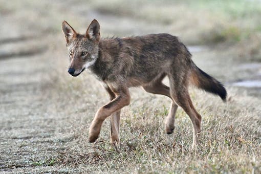 Wild Red Wolf Juvenile 3