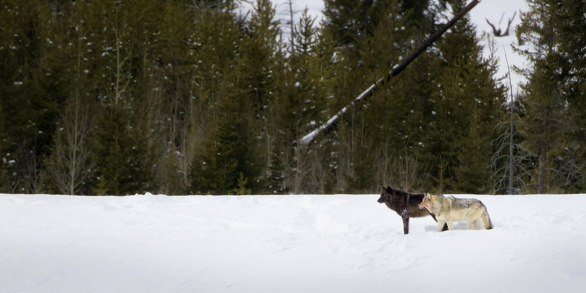 Two gray wolves stand in snowy field at Yellowstone National Park.