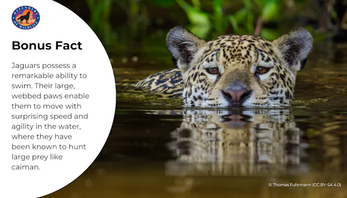 An Iconic Big Cat: Fun Facts About Jaguars | Defenders of Wildlife