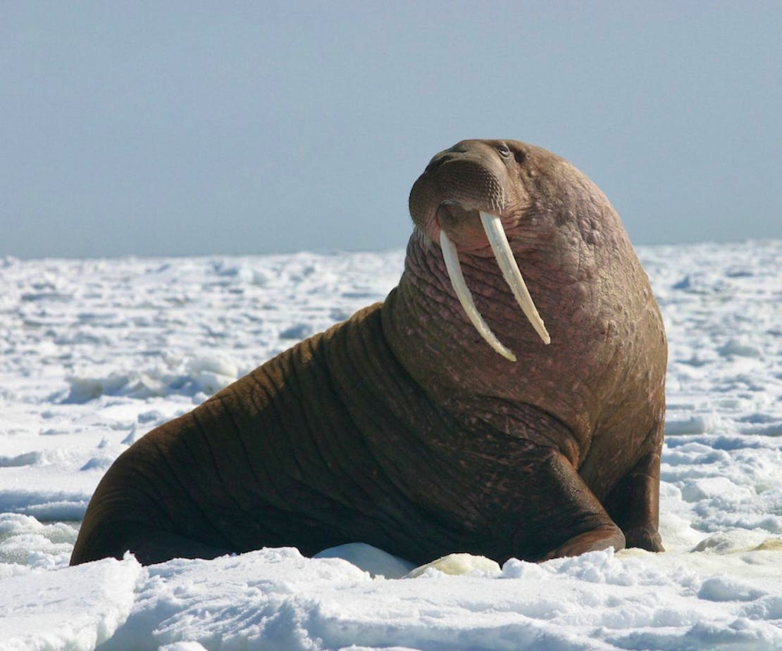 Pacific Walrus Bull in the snow