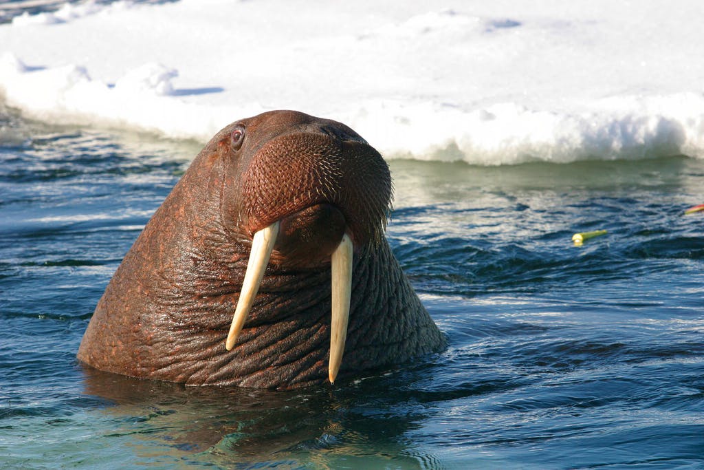  Pacific Walrus Swimming in the Water 
