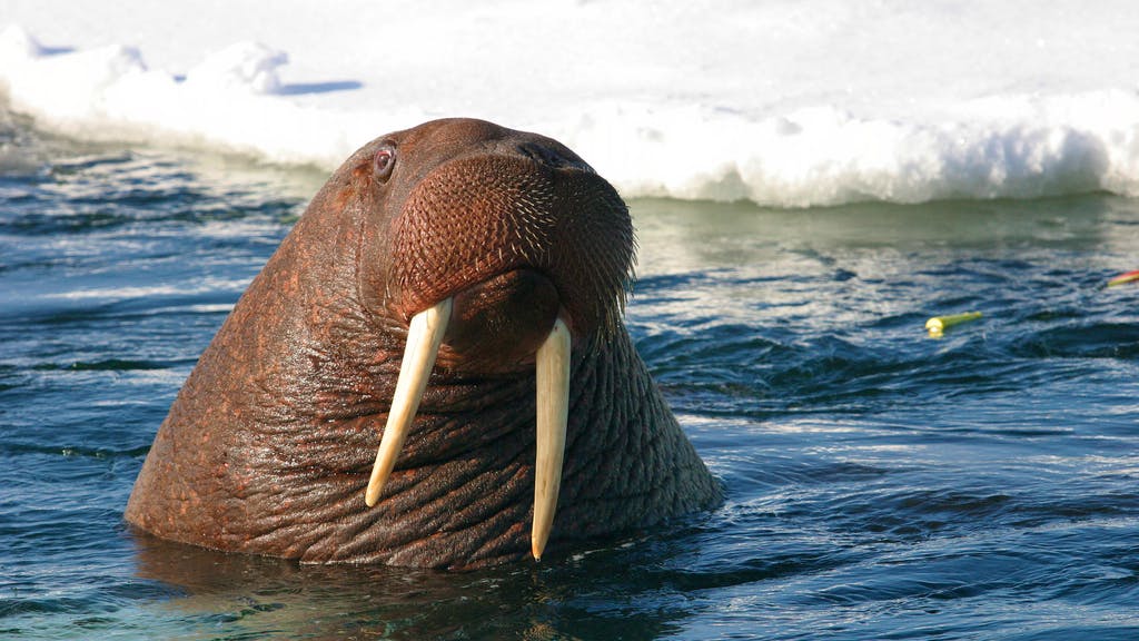 Pacific Walrus Swimming in the Water