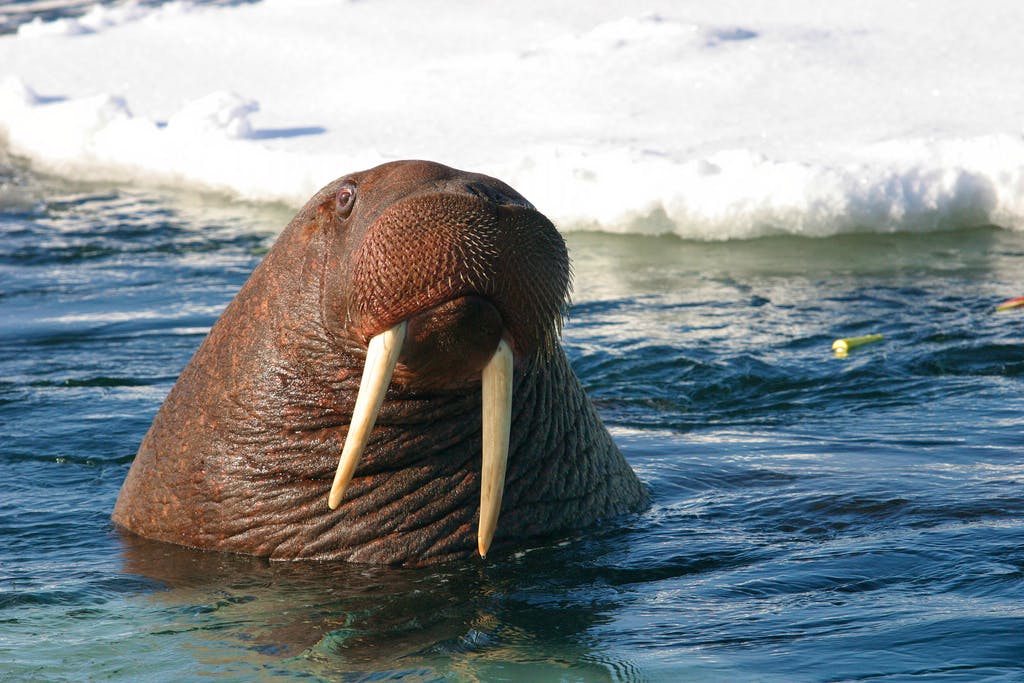  Pacific Walrus Swimming in the Water 