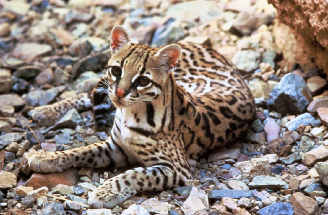 Ocelot 