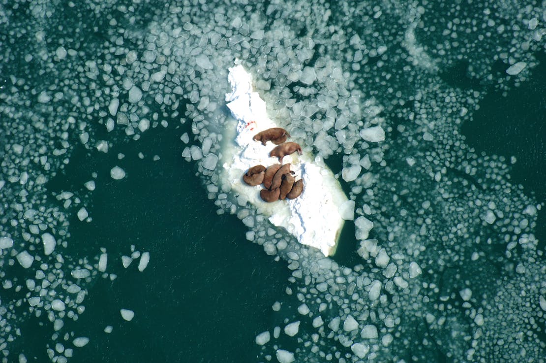 Pacific Walrus cows on icebergs nursing calves